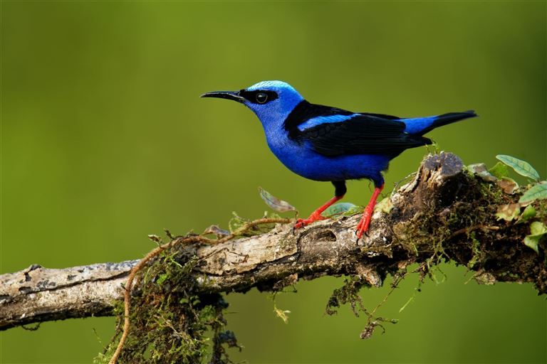 Auf den Spuren der Naturschätze Costa Ricas ©phototrip/istock